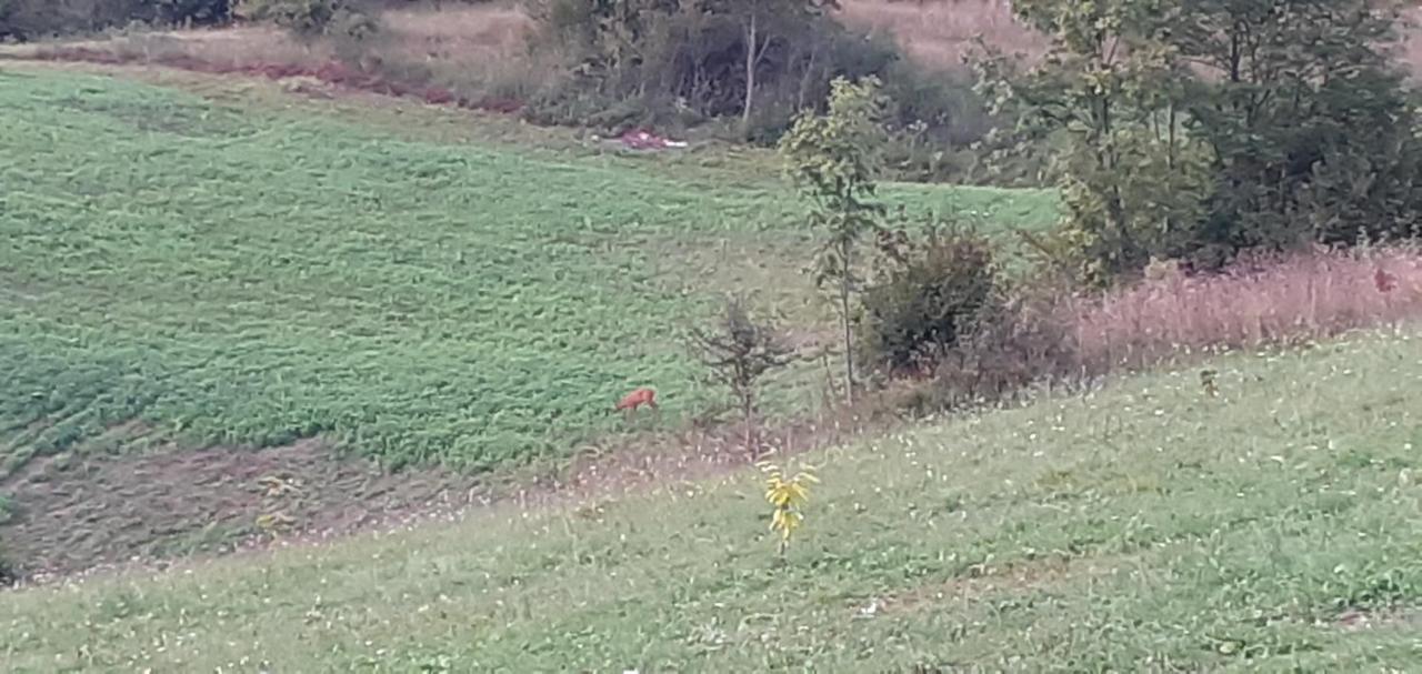 Guesthouse Blazenka Hodak Seliste Dreznicko Luaran gambar